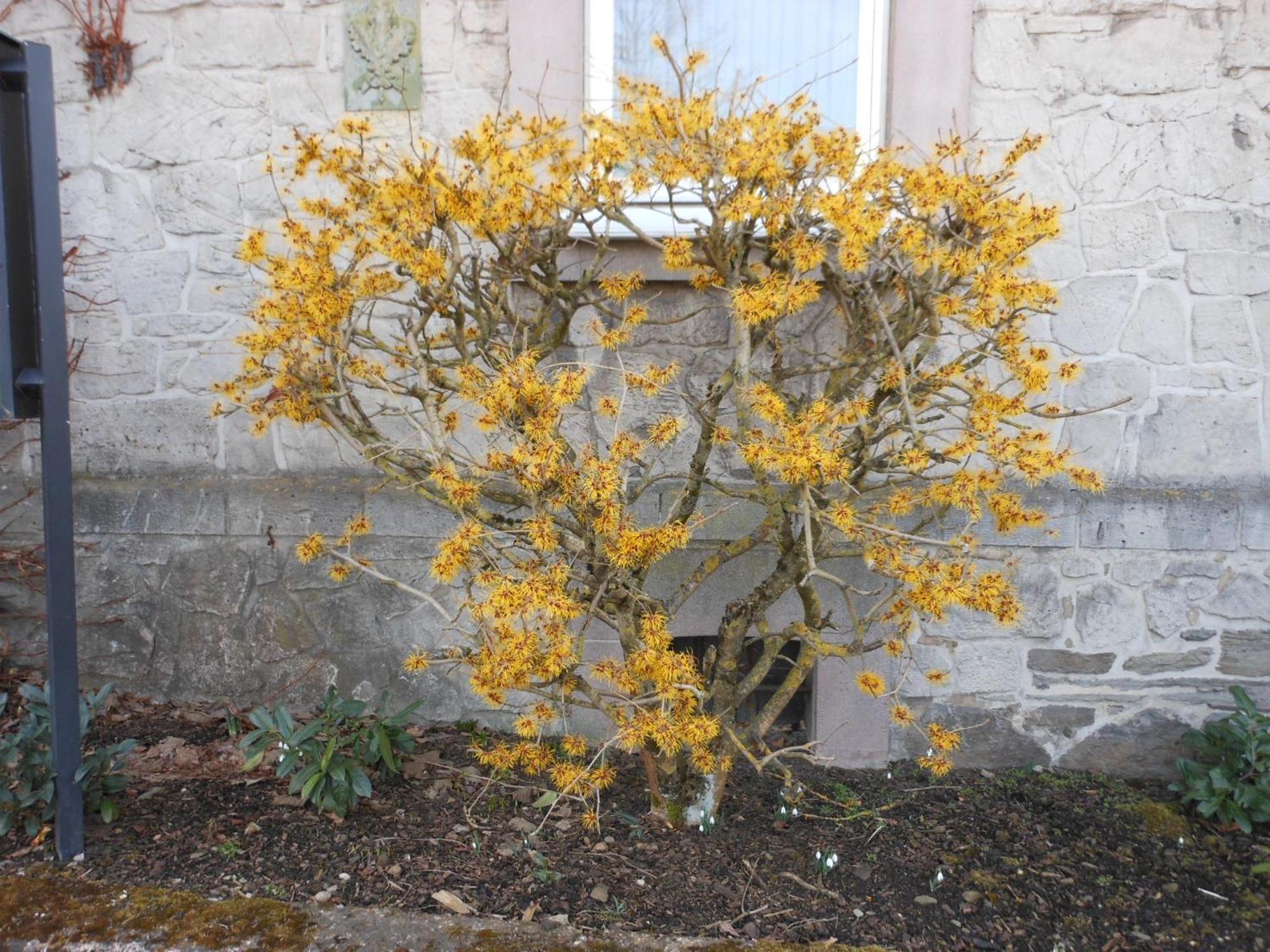 Westfalenhof Garni วิลลิงเงิน ภายนอก รูปภาพ